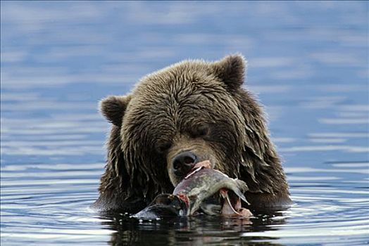 棕熊,雌性,大吃大喝,三文鱼,卡特麦国家公园,阿拉斯加