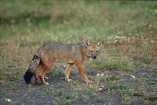 安第斯,红狐,托雷德裴恩国家公园,智利