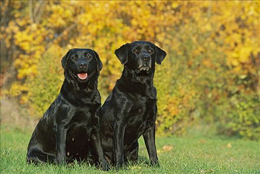 黑色拉布拉多犬,狗,一对,坐,靠近,秋叶
