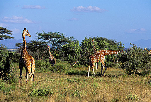 肯尼亚,网纹长颈鹿,长颈鹿,金合欢树