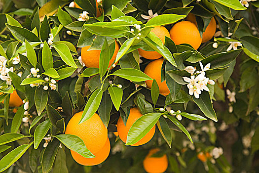 橘树,花,水果,阿尔加维,葡萄牙,欧洲