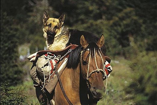 德国牧羊犬,卧,骑马,家养,狗,哺乳动物,巴塔哥尼亚,阿根廷,南美