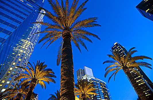 仰视,棕榈树,正面,建筑,洛杉矶,加利福尼亚,美国