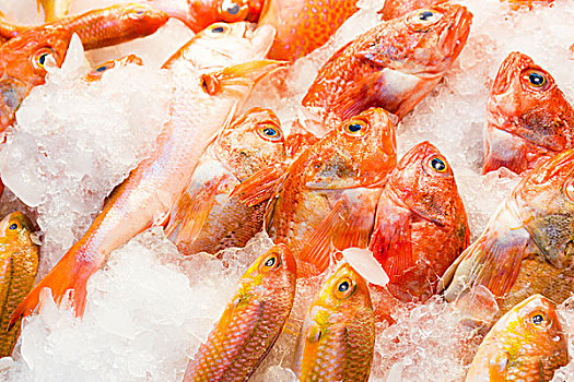 红鲷鱼,鱼肉,湿,市场