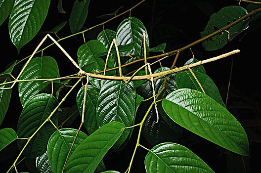 竹节虫,山,国家公园,马来西亚