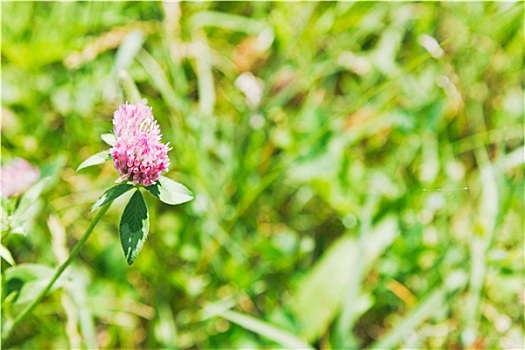 苜蓿花,绿色,草地