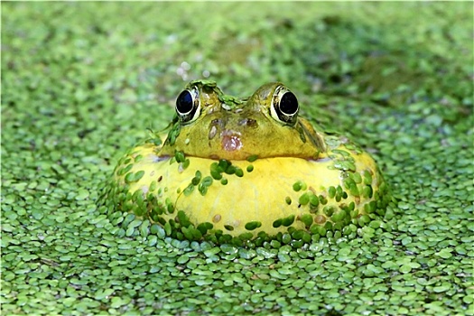 池蛙,水塘