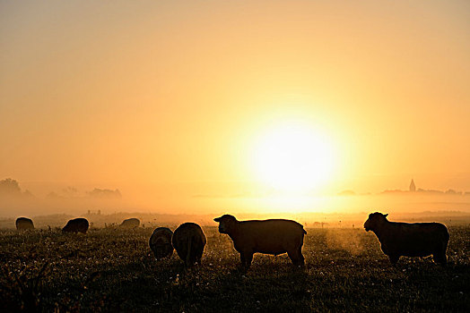 家羊,绵羊,雾气,日出,北方,石荷州,德国,欧洲