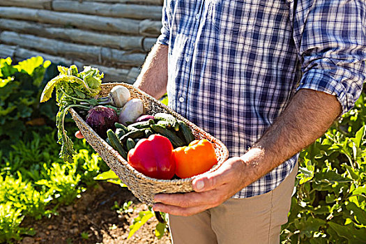 农民,拿着,篮子,新鲜,蔬菜,葡萄园,中间部分