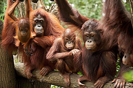 家庭,猩猩,新加坡动物园,新加坡