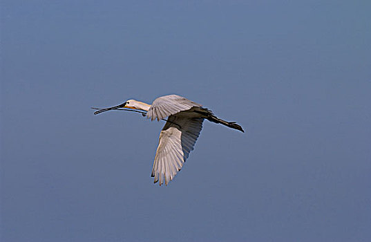 白琵鷺,飞,欧洲