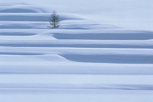 雪原