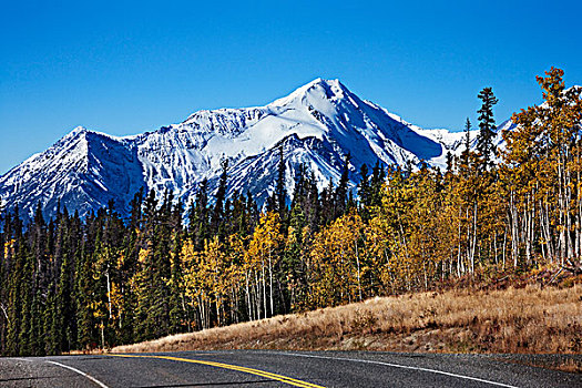公路,通过,树林,阿拉斯加公路,加拿大