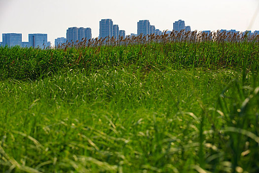 湿地,草,城市,建筑,孩子,荒凉,风,天空,阳光