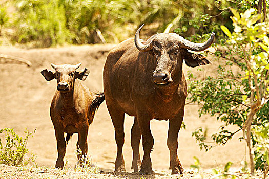 南非水牛,幼兽,克鲁格国家公园,南非,非洲