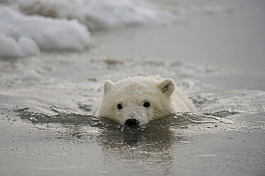 春天,北极熊,幼兽,沿岸地区,北极,阿拉斯加,冬天