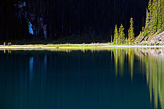 反射,树,水中,路易斯湖,班芙国家公园,艾伯塔省,加拿大