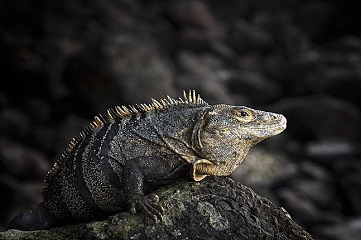 鬣蜥蜴,曼纽尔安东尼奥国家公园,蓬塔雷纳斯,省,哥斯达黎加