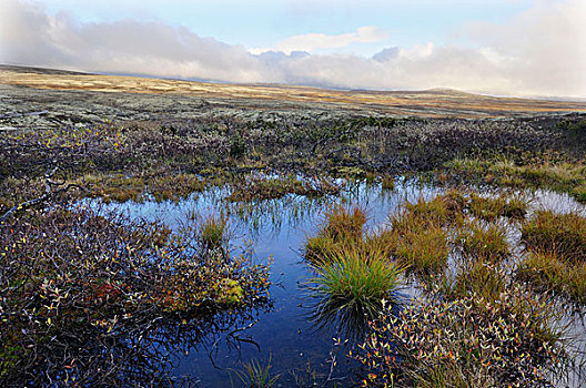 湿地,风景,挪威,欧洲