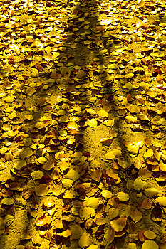 秋天阳光下地面黄色落叶,光影