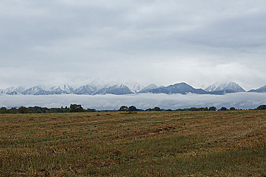 阿拉木图雪山草地羊群