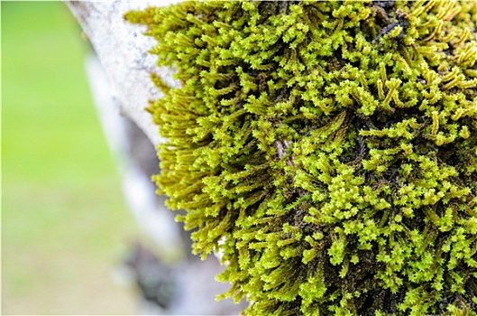 特写,苔藓,树