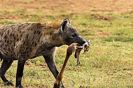 南非,鬣狗,捕食