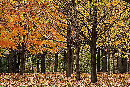 秋天,高,公园,多伦多,安大略省,加拿大