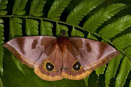 热带,蚕蛾,蛾子,雌性,哥斯达黎加,中美洲