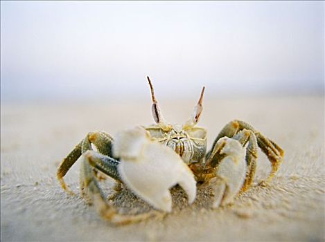 螃蟹,海滩,莫桑比克