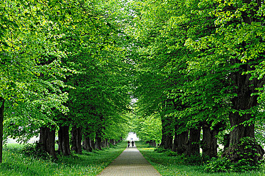 菩提树,道路,风景,城堡,公园,梅克伦堡前波莫瑞州,德国,欧洲