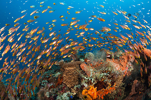 珊瑚礁,玻璃,鱼,科莫多国家公园,印度尼西亚