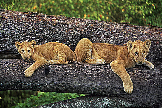 幼狮,树上,狮子,肯尼亚