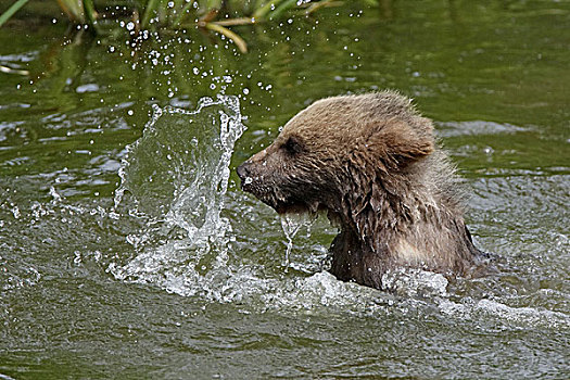 棕熊,幼兽,水