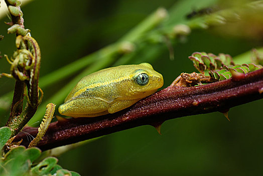 青蛙,国家公园,马达加斯加,非洲