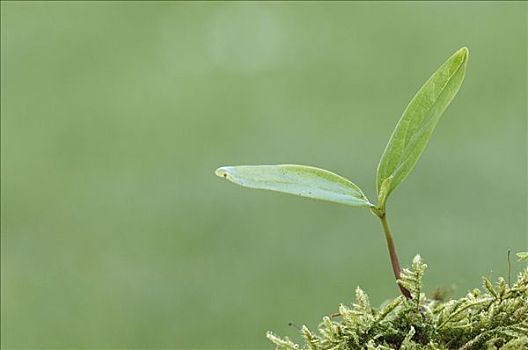 山毛榉,幼苗,北莱茵威斯特伐利亚,德国