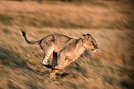 狮子,跑,草地,博茨瓦纳,非洲