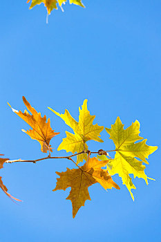 深秋的蓝天下,逆光中的法国梧桐树叶金灿灿的,热情似火