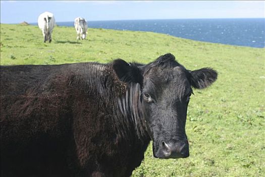 母牛,北爱尔兰