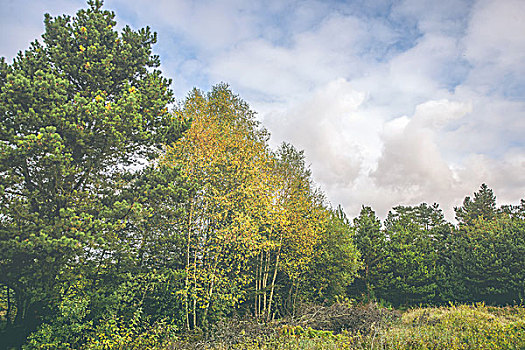 桦树,黄叶,乡村风光,秋天