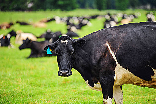 新西兰农场牛群