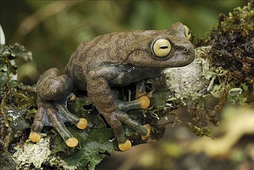 树蛙,哥伦比亚
