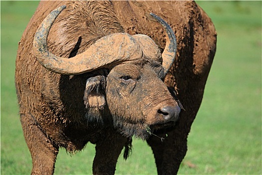 泥,南非水牛