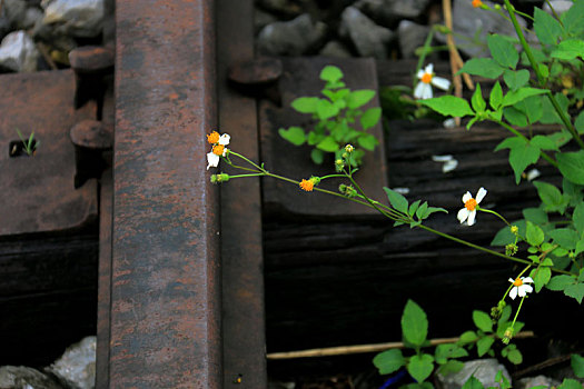 铁轨上盛开的花