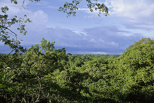 厄瓜多尔,亚马逊盆地,靠近,雨林,树荫