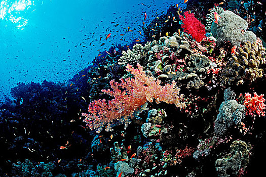 珊瑚礁,软珊瑚,红海,埃及