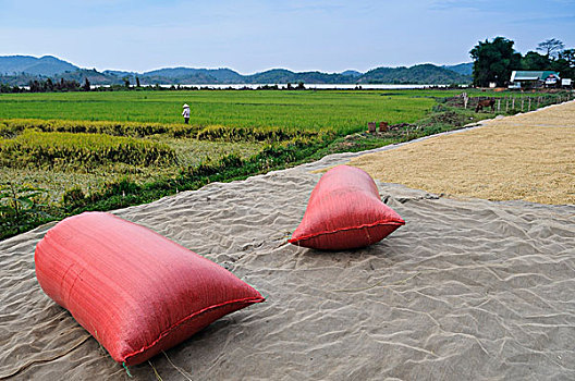 红米,袋,正面,稻田,越南,亚洲
