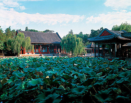 荷花,水池,花园,和谐,兴趣,夏天,宫殿,北京
