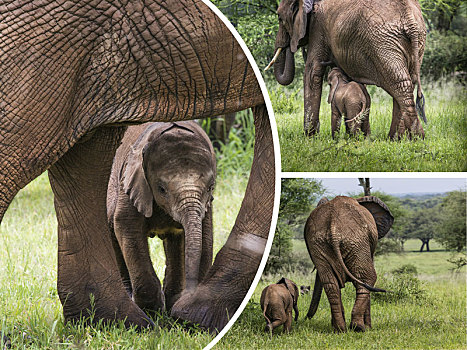抽象拼贴画,大象,坦桑尼亚,旅行,背景,照片