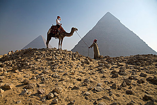 女青年,游客,骆驼,引导,吉萨金字塔,埃及
